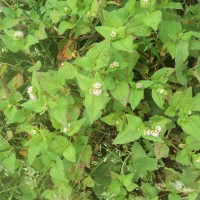 Persicaria nepalensis (Meisn.) H.Gross